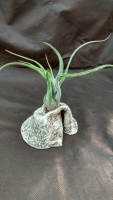 aranžmán 1rastlina, t. caputmedusae