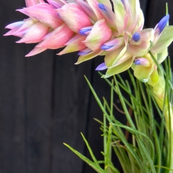 Tillandsia stricta