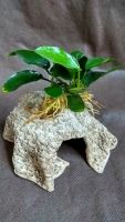 Úkryt s Anubias nana