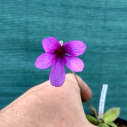 Pinguicula Red Starfisch 