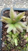 Pinguicula 'Red Starfish'