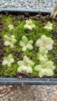 Pinguicula gypsicola x Pinguicula,Sethos,