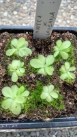 Pinguicula moranensis white x Pinguicula laueana