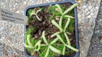 Pinguicula moctezumae x Pinguicula cyclosecta 