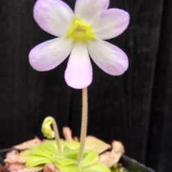 Mexické tučnice- Pinguicula 