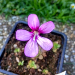 Pinguicula esseriana  x Pinguicula potosiensis