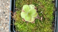 Pinguicula agnata ,TC RED,