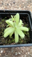 Pinguicula gracilis x Pinguicula moctezumae 