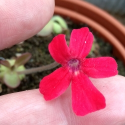 Pinguicula laueana , Tricolor,
