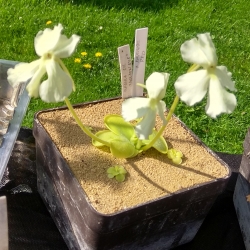 Pinguicula, BCP Golden Eye,