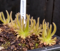 Pinguicula gypsicola x Pinguicula moctezumea 