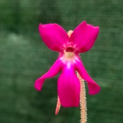 Pinguicula moranensis,, Cyclamen,,