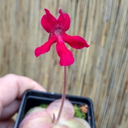 Pinguicula laueana Geranium Flower x Pinguicula moranensis,,Cyclamen,,