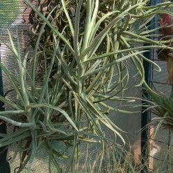 Tillandsia duratii