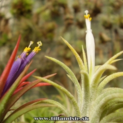 T. ioantha var. rubra a T. ionantha var. alba