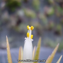 tillandsia ionantha ,,Peach,,