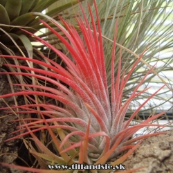 tillandsia ionantha var.rubra