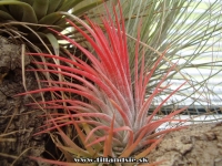 Tillandsia ionantha var.rubra