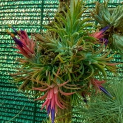 T. ionantha