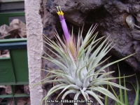 Tillandsia kolbii