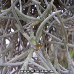 Tillandsia mollis