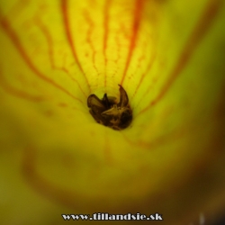 sarracenia 