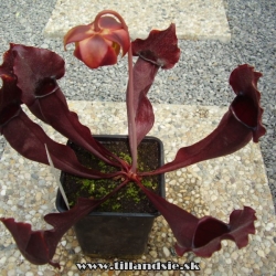 sarracenia purpurea ssp.venosa x sarracenia flava