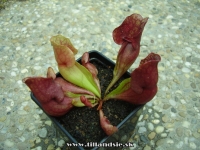 Sarracenia purpurea ssp.venosa