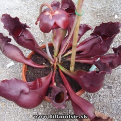 Sarracenia purpurea ssp.purpurea x