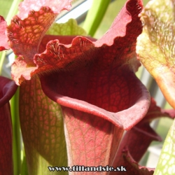 sarracenia ,,Katerina,,