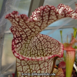 sarracenia leucophylla detail pasce