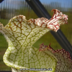 sarracenia leucophylla detail pasce