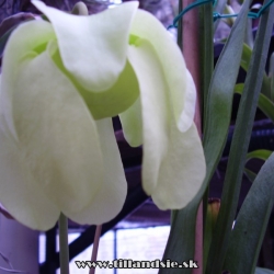 Sarracenia alata