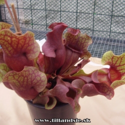 Sarracenia purpurea ssp.venosa var.burkii