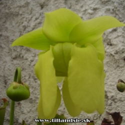 saracenia flava var.ornata