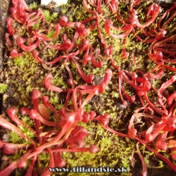 výsev sarracenia purpurea