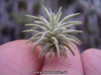 Tillandsia atroviridipetala