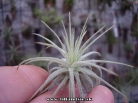 Tillandsia magnusiana