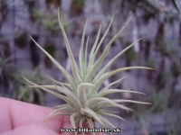 Tillandsia caputmedusae
