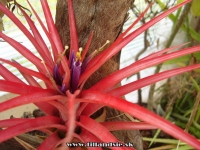 Tillandsia abdita