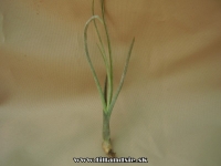 Tillandsia baileyi
