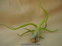 Tillandsia bulbosa