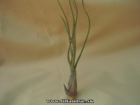 Tillandsia butzii