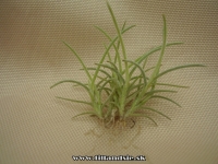 Tillandsia capillaris