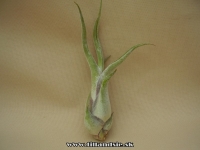 Tillandsia caputmedusae