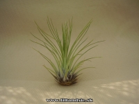 Tillandsia filifolia