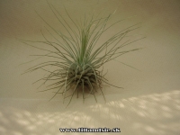 Tillandsia fuchsii f.gracilis