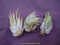 Tillandsia ionantha var. stricta