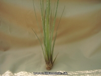Tillandsia juncea