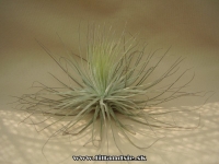 Tillandsia magnusiana